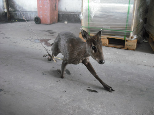 毛冠鹿闯进泰昌公司